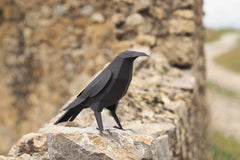 Raven - Bird 3D Paper Figure By Plego