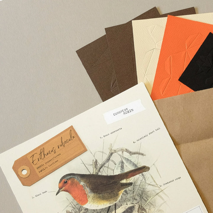 European Robin - Bird 3D Paper Figure By Plego